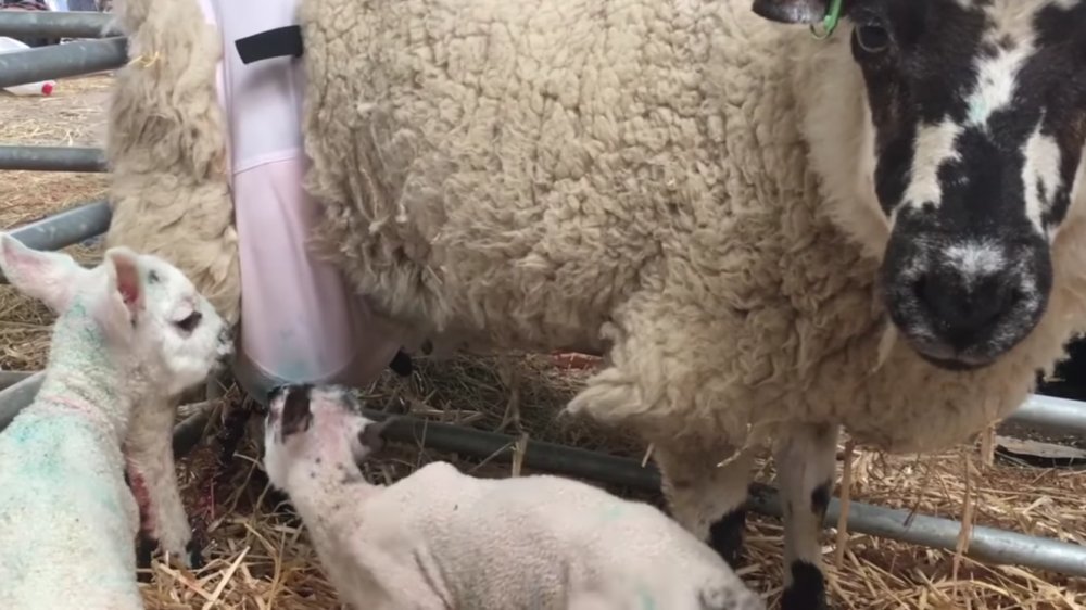 Sheep Wears Human Bra To Support Saggy Udders