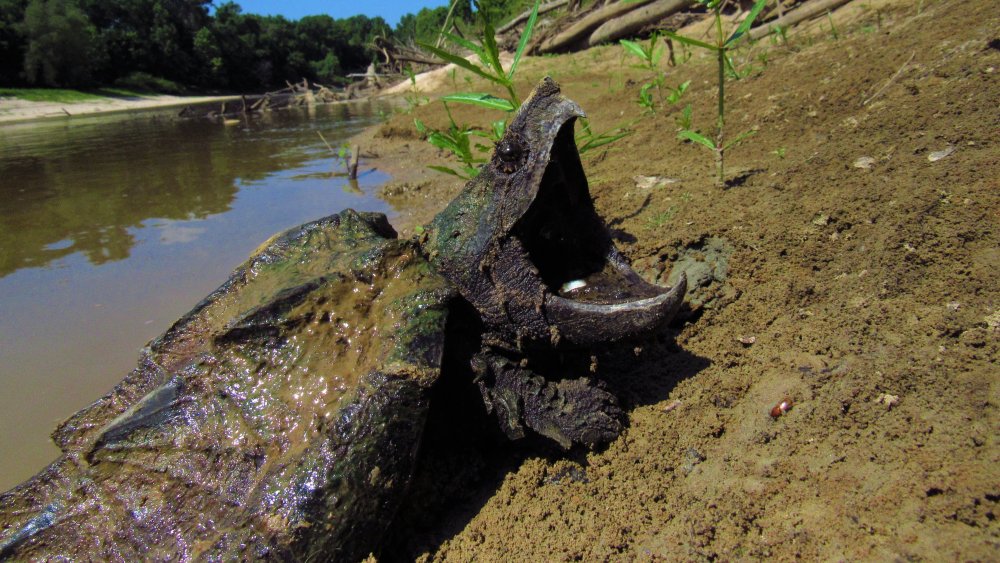 snapping turtle