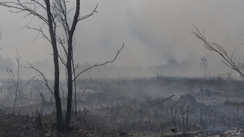 forest fire aftermath