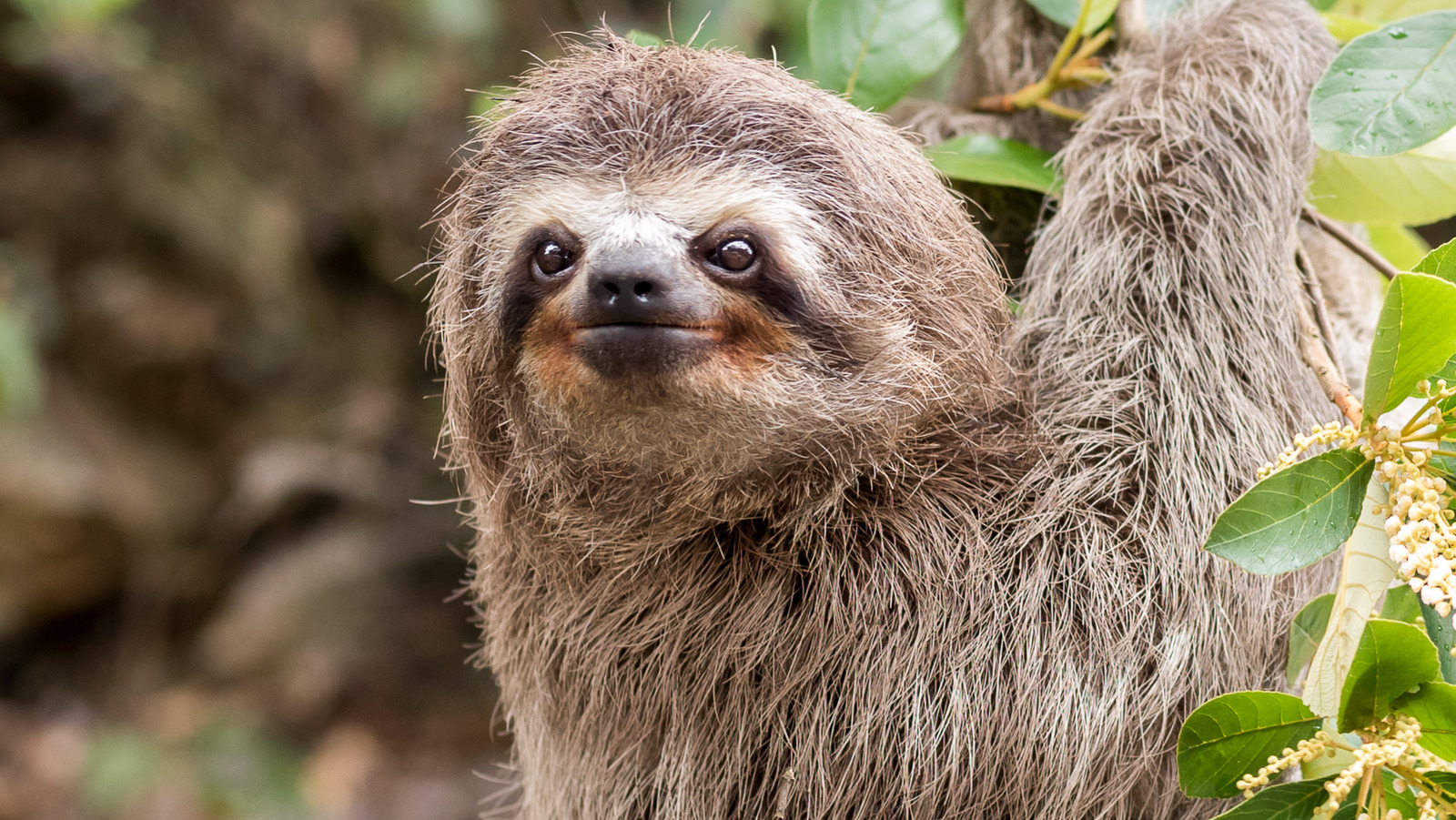 Sloths Can Hold Their Breath For A Shocking Amount Of Time Underwater