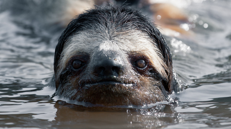 A sloth swimming