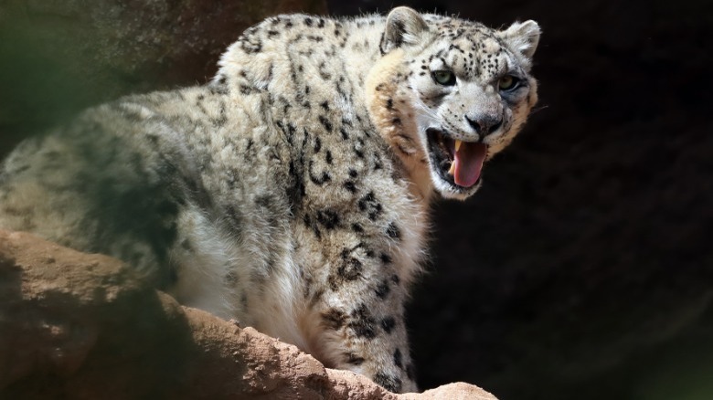 snow leopard