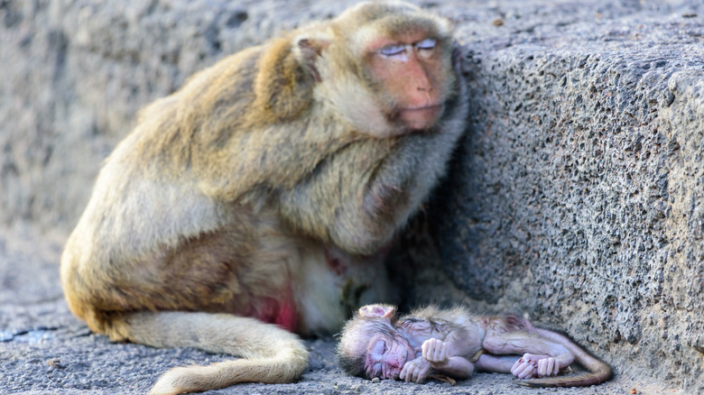 Baboon with deceased infant