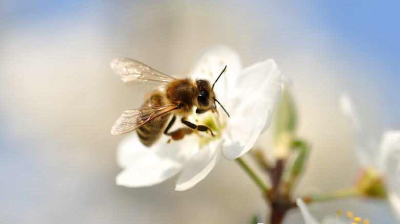 Honey bee on a flower