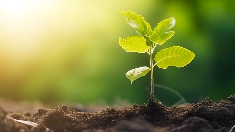 A seedling catching the sunlight