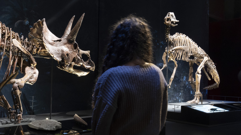 person viewing dinosaur display in museum