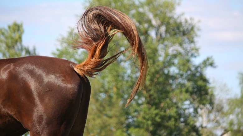 Horse swinging tail against flies