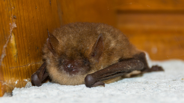 tiny bat in resting position