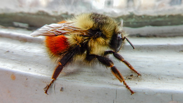 forest bumblebee on cement surface