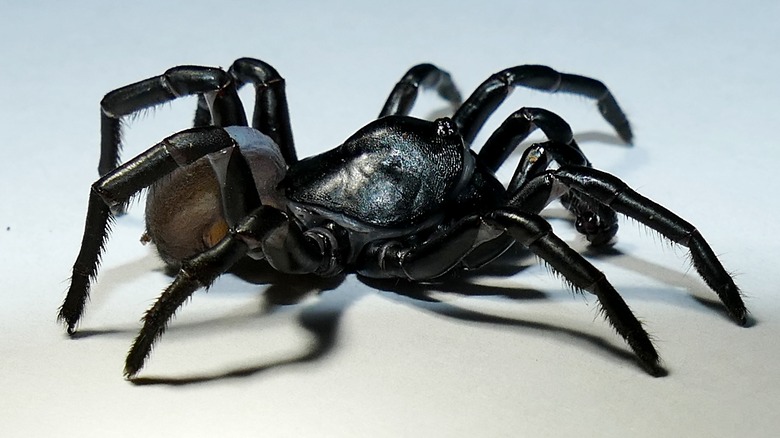 black trapdoor spider