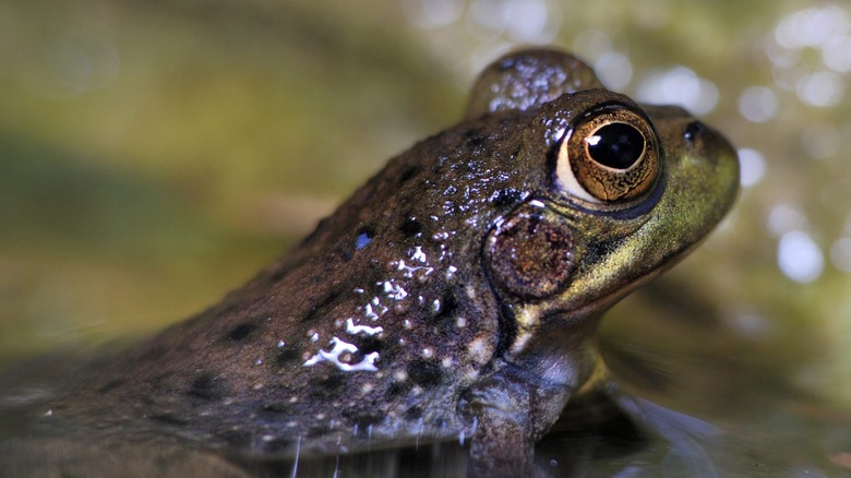 fanged frog partially submerged in water