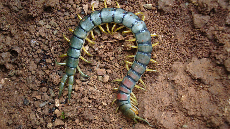 Blue Scolopendra centipede on soil