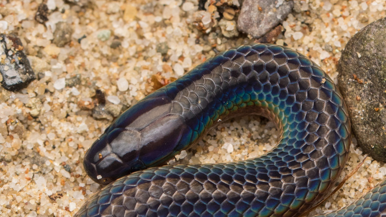 reed snake on rocky ground