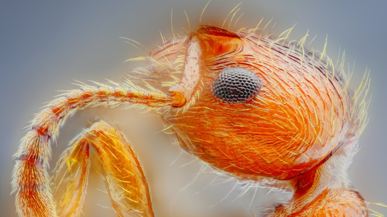 hairy ant close up shot