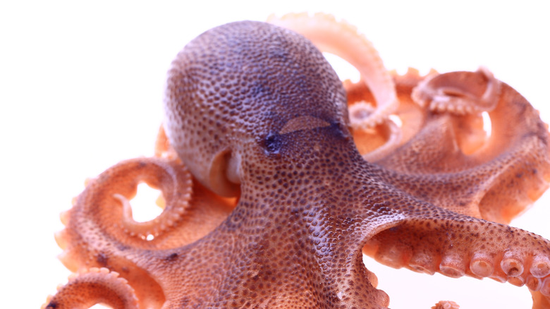 small octopus on white background