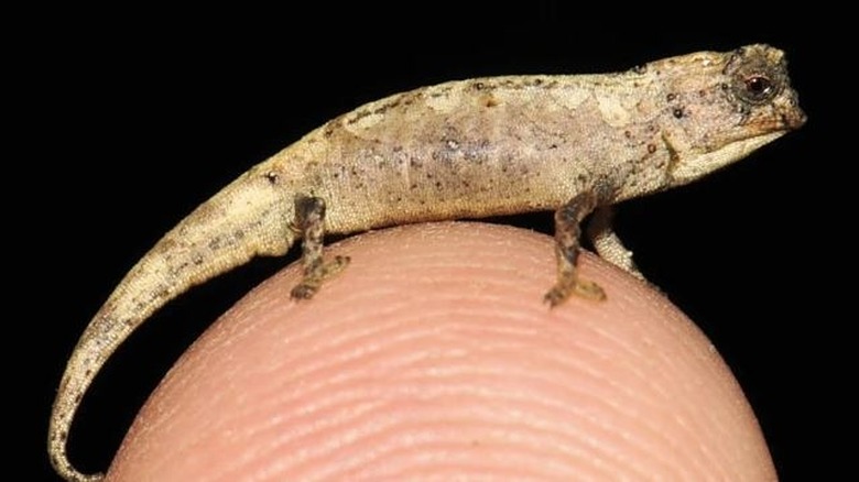 New chameleon species on fingertip