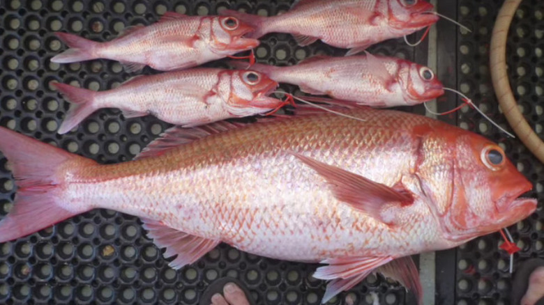 red deepwater snapper fish on hand