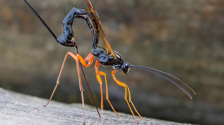 wasp on cement ready to strike