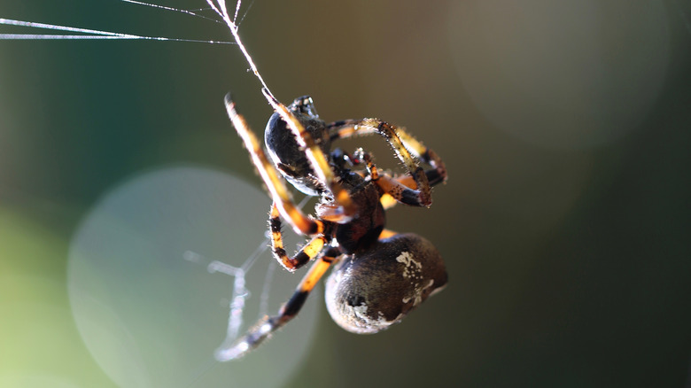 spider hanging on thread