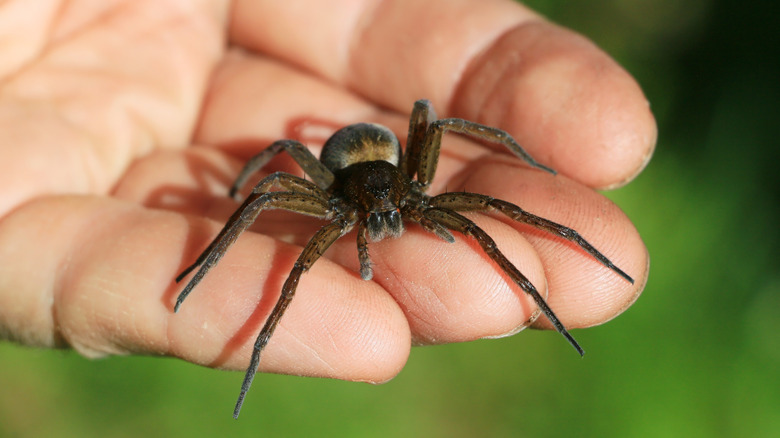 spider crawling on hand