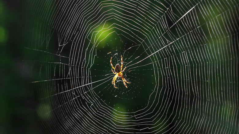 spider on web