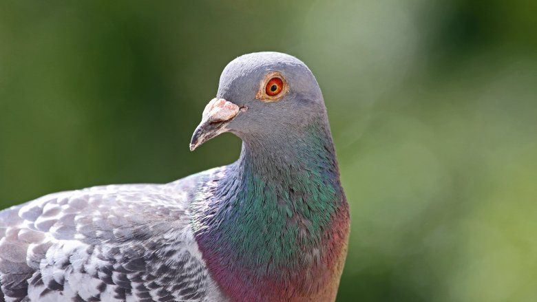 pigeon