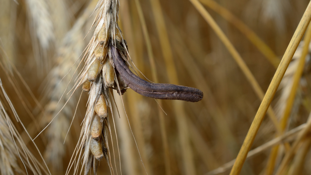 rye stalk with ergot