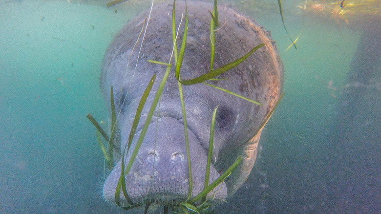 Manatee