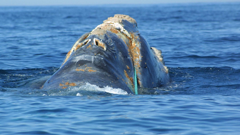 North Atlantic Right Whale 