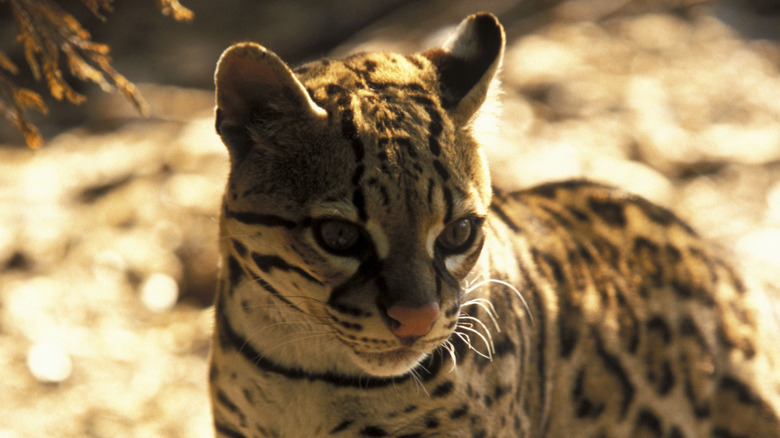 Ocelot