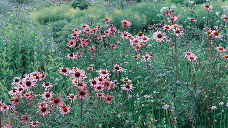  Tennessee purple coneflowers