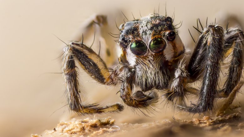 tarantula spider