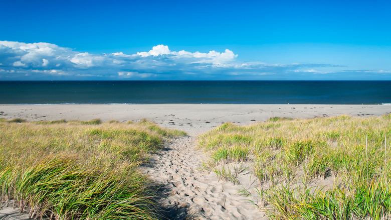 Cape Cod beach and the ocean