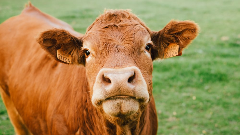 Cow