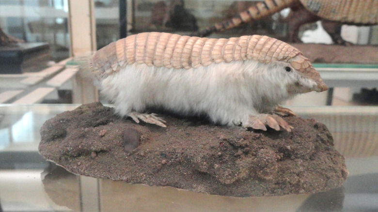 pink fairy armadillo