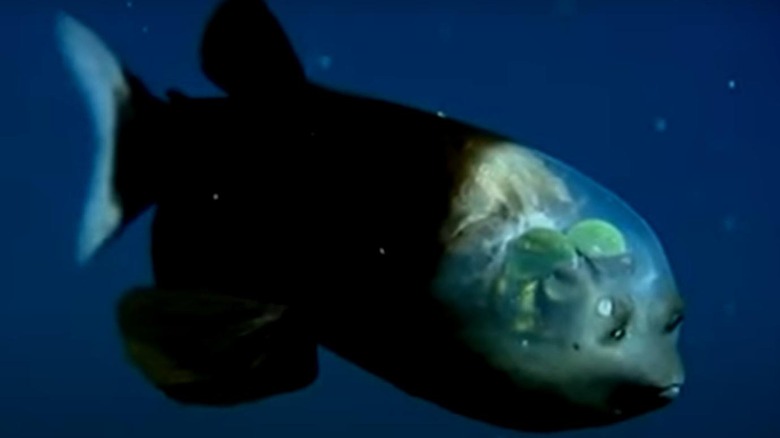 barreleye fish