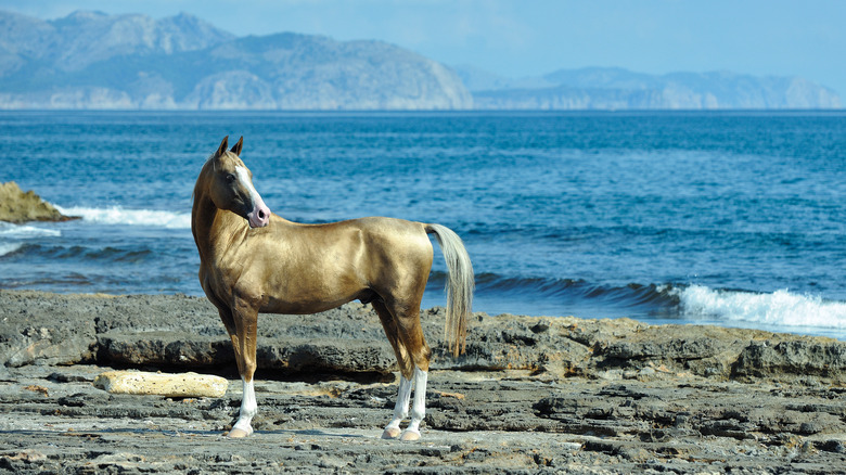 akhal-teke horse