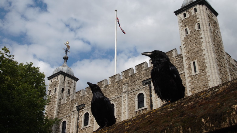 Ravens guarding the Tower of London