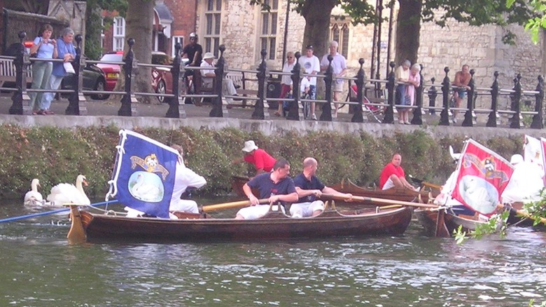 people rowing boats river swans