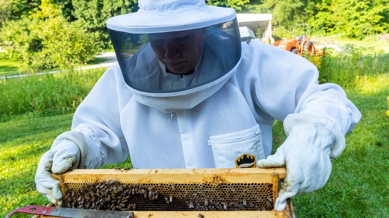 Beekeeper tending to bees