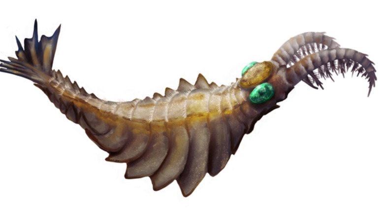 Anomalocaris reconstruction art