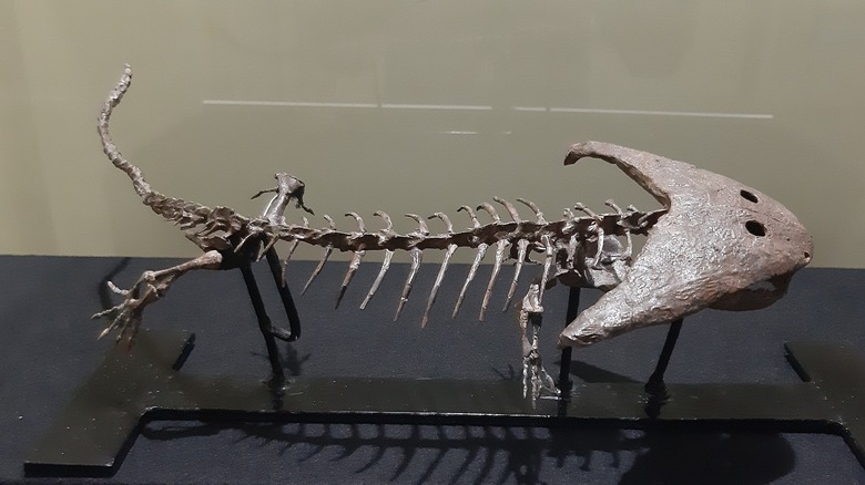 Diplocaulus fossil