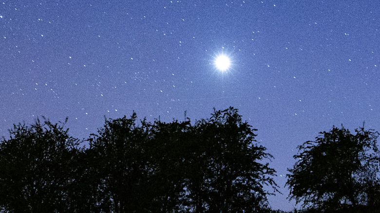 Venus over forest trees