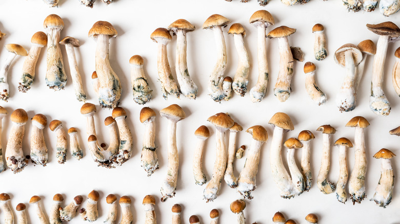 psilocybe cubensis white background