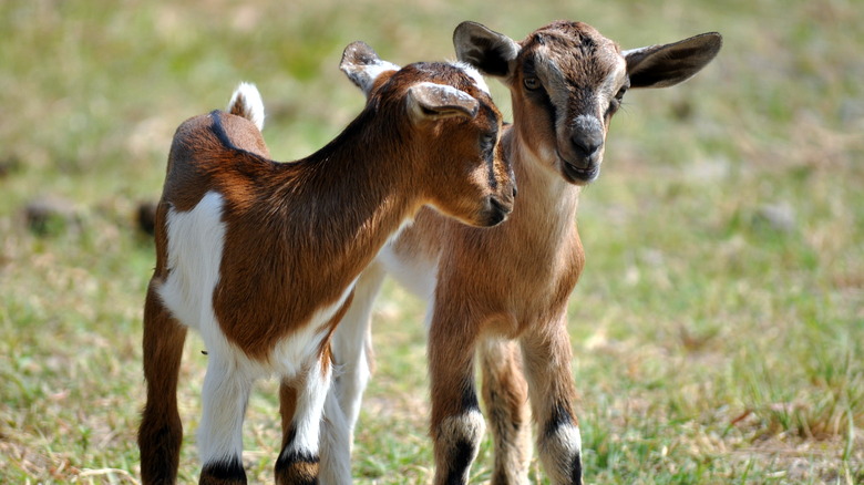 Baby goats