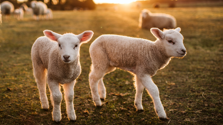 Two lambs farmyard sunrise