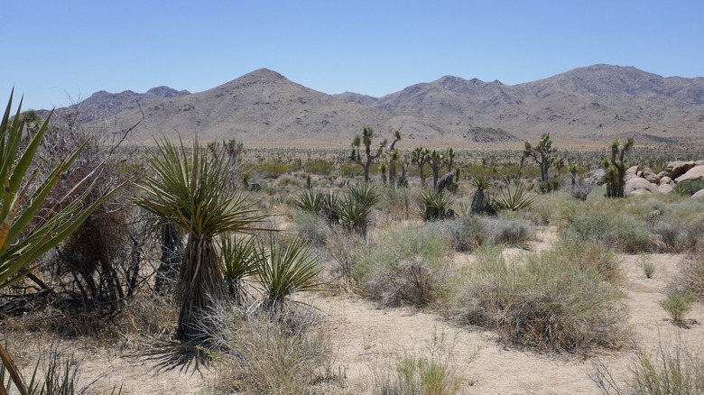 Palm Springs desert