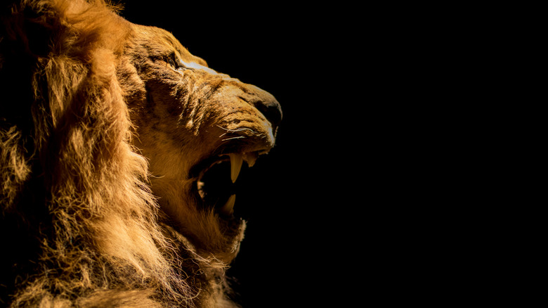 roaring lion black background