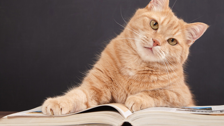 cat with paws on a book