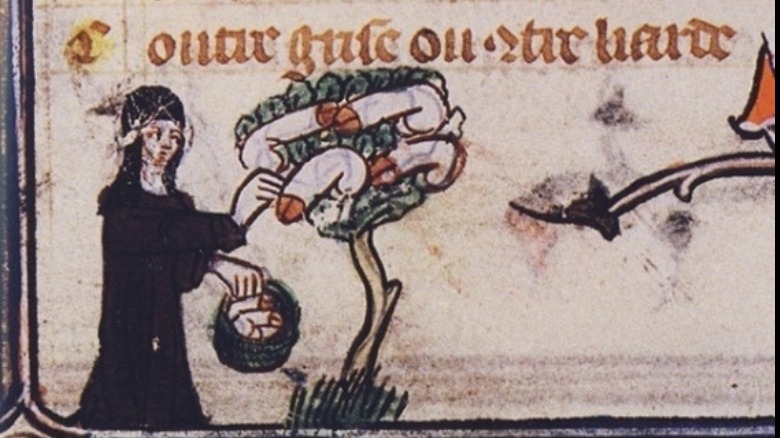 medieval print of a nun and a tree of penises